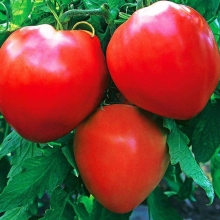 Томат Минусинский медведь