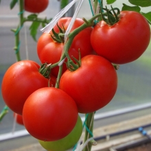 Томат Момбаса F1