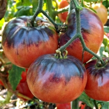 Томат Мурин