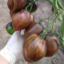 Томат Мятежный Звездный Истребитель (Rebel Starfighter Prime) (большой пакет)