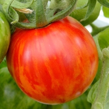 Томат Непасынкующийся Полосатый