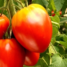 Томат Окс Хорн (Oxhorn F1)