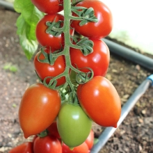 Томат Озорные каблучки F1