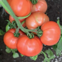 Томат Персиановский F1