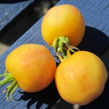 Томат Персиковый (опушенный)