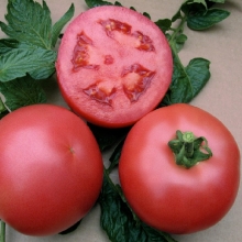 Томат Пинк Буш F1