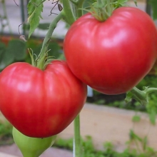 Томат Пухляш F1