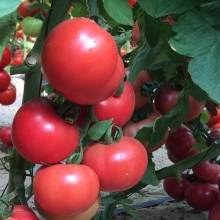 Томат Розовая Катя F1