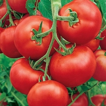 Томат Сахалин