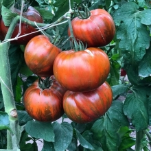 Томат Самбол Полосатый