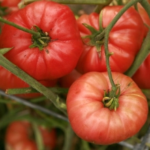 Томат Самбол Розовый