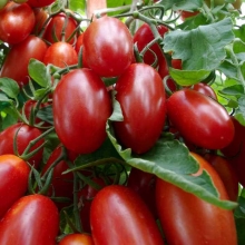 Томат Самкон 9 F1