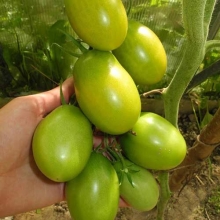 Томат Самоцвет Изумрудный F1