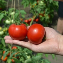 Томат Семко-18 F1