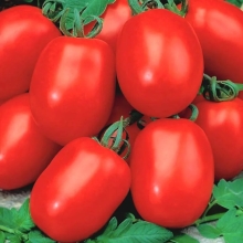 Томат Семко-2006 F1