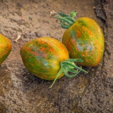 Томат Сердечко Сюрприза (Coeur De Surpriz) (большой пакет)