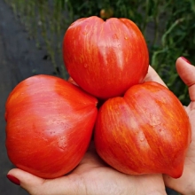 Томат Сердце красного дракона