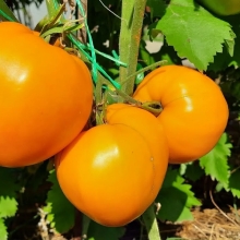 Томат Сердце великана оранжевое