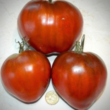 Томат Шоколадный бык F1