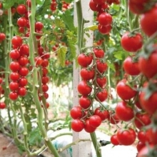 Томат Силенгино Грапполо (Ciliegino а Grappolo)