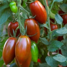 Томат-черри Сладкая Карамелька Шоколадная (большой пакет)