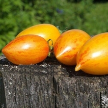 Томат Сладкий крем (Sweet Cream)