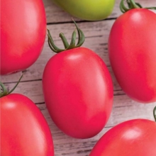 Томат Сливка розовая