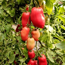 Томат Сливница