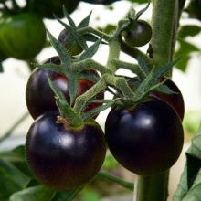 Томат Смурфиника