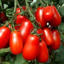 Томат Чефалу