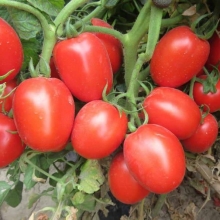 Томат Столыпин