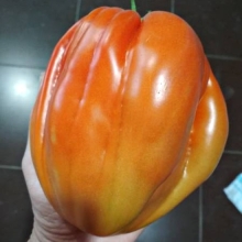 Томат Польская слива Тетушки Сварло