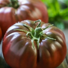 Томат Чёрный мастер (Black Master)