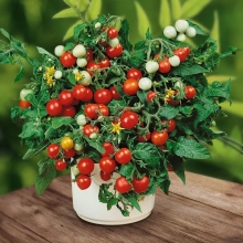 Томат Чудо на окошке