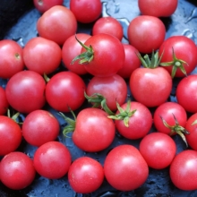 Томат Валентинка