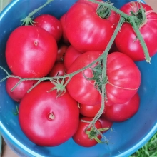 Томат Воин Сибири