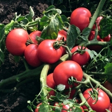 Томат Verter F1 (большой пакет)