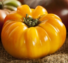 Томат Веселая соседка