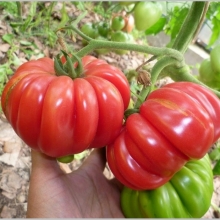 Томат Японский краб