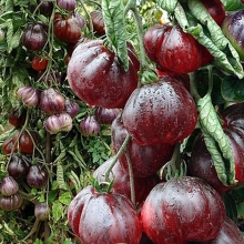 Томат Японский трюфель Фиолетовый