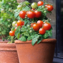 Томат Японский комнатный