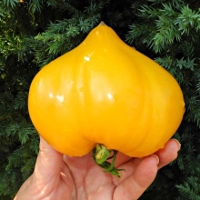 Томат Жёлтые гребешки