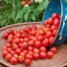 Томат Зимняя вишня F1