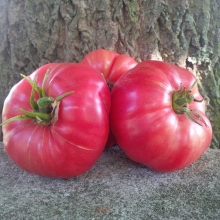 Томат Знатный Толстяк F1 (большой пакет)