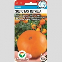 Томат Золотая клуша