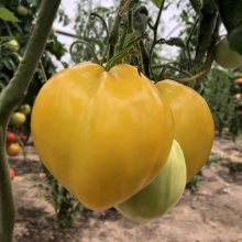 Томат Золотое сердце америки (Golden Heart of America)