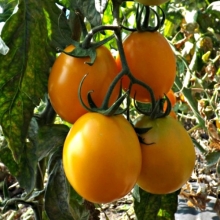 Томат Золотой Барончикова