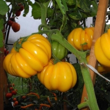 Томат Золотой кошелек