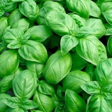 Базилик Тонус зеленый