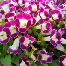 Торения Хай лайт Маджента